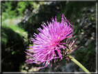 foto Fiori
